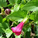 Asarina wislizensis 'Dragon Rouge'
